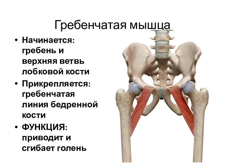Гребенчатая мышца Начинается: гребень и верхняя ветвь лобковой кости Прикрепляется: гребенчатая линия