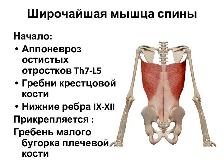 Широчайшая мышца спины Начало: Аппоневроз остистых отростков Th7-L5 Гребни крестцовой кости Нижние