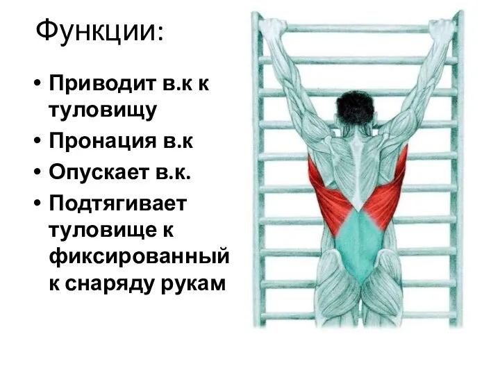 Функции: Приводит в.к к туловищу Пронация в.к Опускает в.к. Подтягивает туловище к фиксированный к снаряду рукам