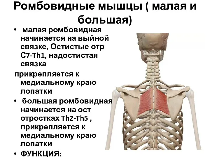 Ромбовидные мышцы ( малая и большая) малая ромбовидная начинается на выйной связке,