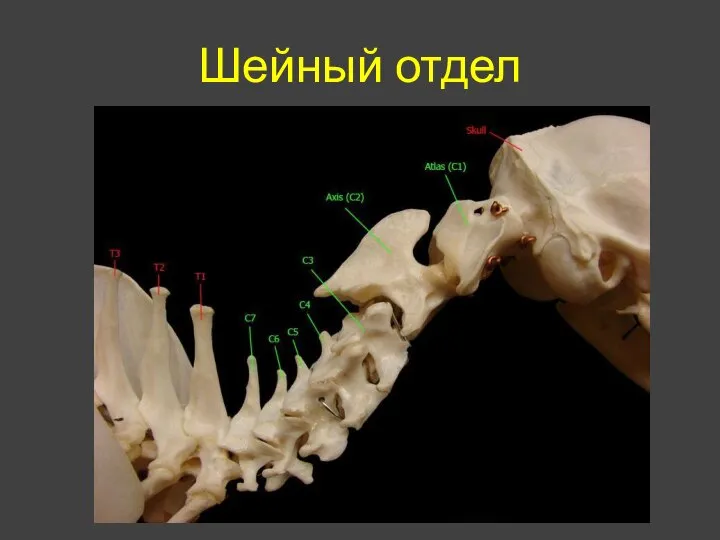 Шейный отдел