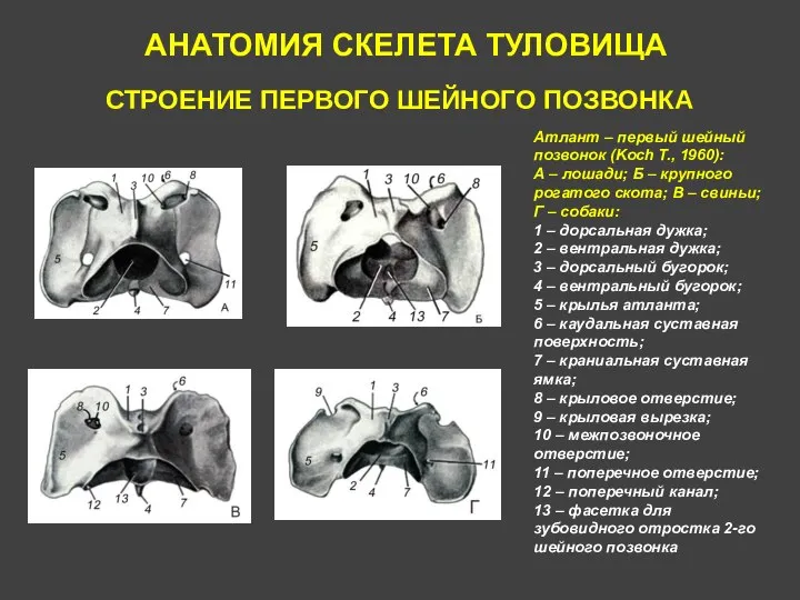 АНАТОМИЯ СКЕЛЕТА ТУЛОВИЩА СТРОЕНИЕ ПЕРВОГО ШЕЙНОГО ПОЗВОНКА Aтлант – первый шейный позвонок