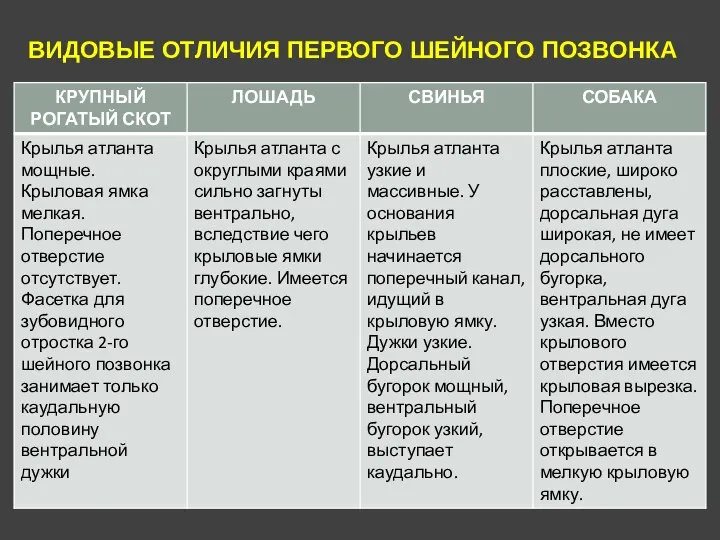 ВИДОВЫЕ ОТЛИЧИЯ ПЕРВОГО ШЕЙНОГО ПОЗВОНКА