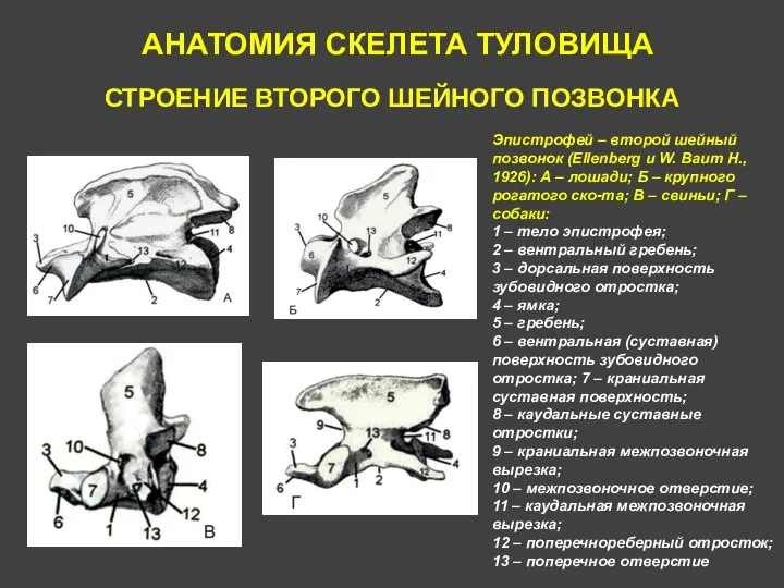 АНАТОМИЯ СКЕЛЕТА ТУЛОВИЩА СТРОЕНИЕ ВТОРОГО ШЕЙНОГО ПОЗВОНКА Эпистрофей – второй шейный позвонок