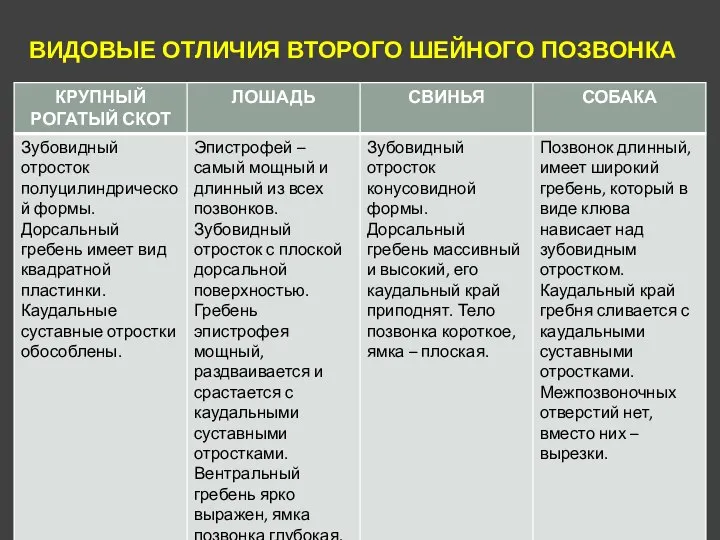 ВИДОВЫЕ ОТЛИЧИЯ ВТОРОГО ШЕЙНОГО ПОЗВОНКА