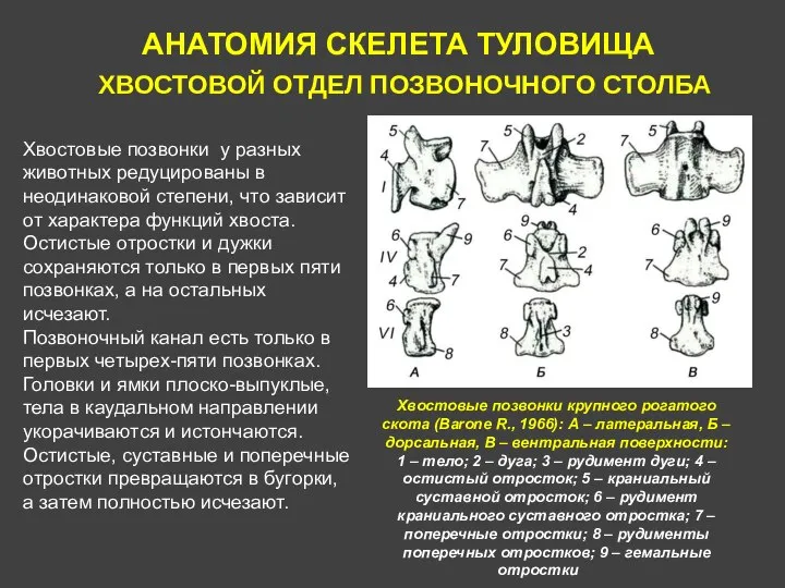 АНАТОМИЯ СКЕЛЕТА ТУЛОВИЩА ХВОСТОВОЙ ОТДЕЛ ПОЗВОНОЧНОГО СТОЛБА Хвостовые позвонки у разных животных