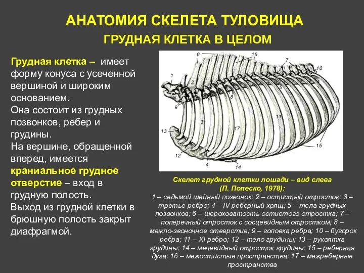 АНАТОМИЯ СКЕЛЕТА ТУЛОВИЩА ГРУДНАЯ КЛЕТКА В ЦЕЛОМ Грудная клетка – имеет форму