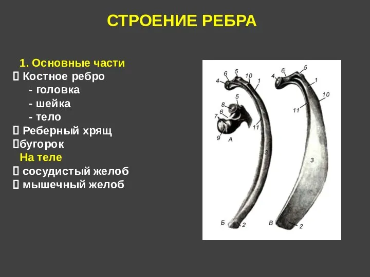 СТРОЕНИЕ РЕБРА 1. Основные части Костное ребро - головка - шейка -