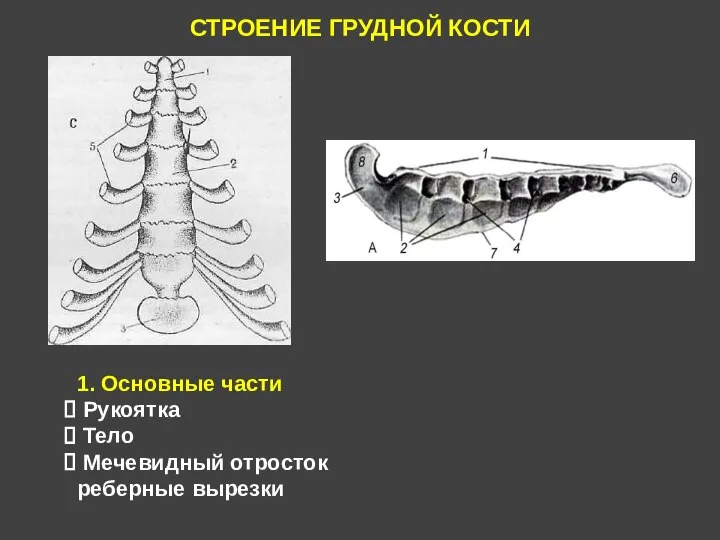 СТРОЕНИЕ ГРУДНОЙ КОСТИ 1. Основные части Рукоятка Тело Мечевидный отросток реберные вырезки