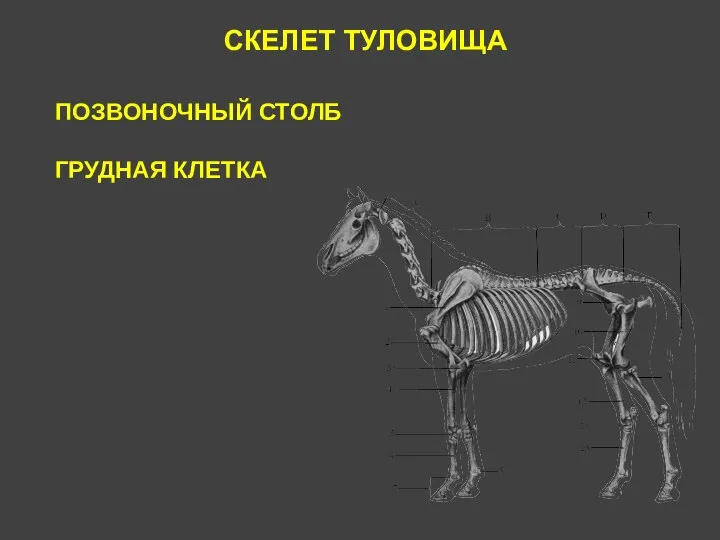 СКЕЛЕТ ТУЛОВИЩА ПОЗВОНОЧНЫЙ СТОЛБ ГРУДНАЯ КЛЕТКА