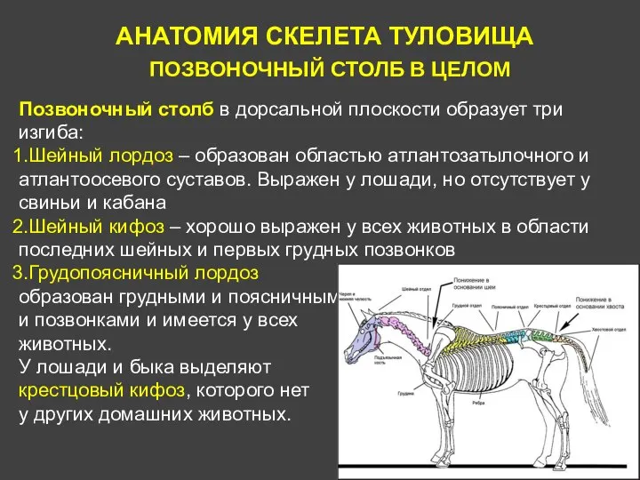 АНАТОМИЯ СКЕЛЕТА ТУЛОВИЩА ПОЗВОНОЧНЫЙ СТОЛБ В ЦЕЛОМ Позвоночный столб в дорсальной плоскости