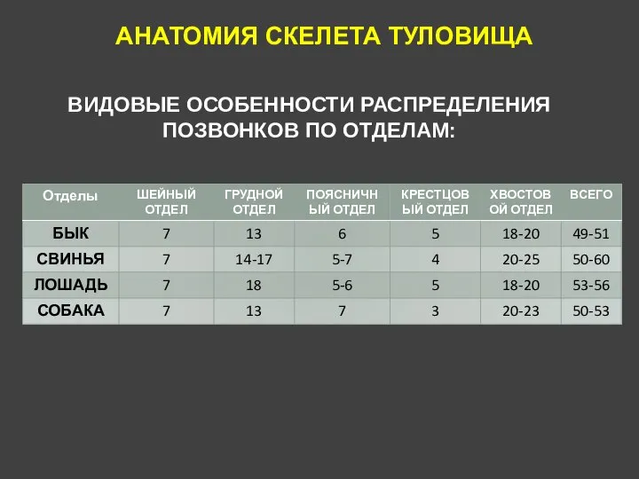 АНАТОМИЯ СКЕЛЕТА ТУЛОВИЩА ВИДОВЫЕ ОСОБЕННОСТИ РАСПРЕДЕЛЕНИЯ ПОЗВОНКОВ ПО ОТДЕЛАМ: