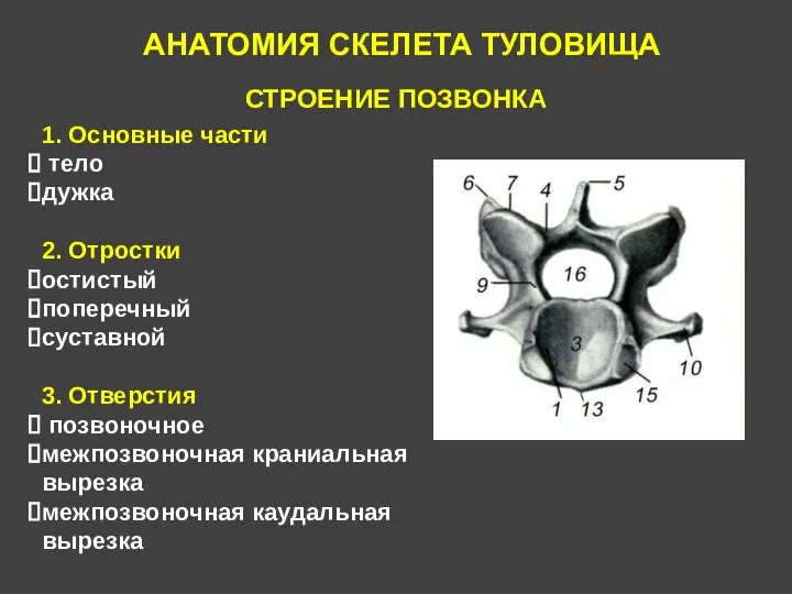 АНАТОМИЯ СКЕЛЕТА ТУЛОВИЩА СТРОЕНИЕ ПОЗВОНКА 1. Основные части тело дужка 2. Отростки