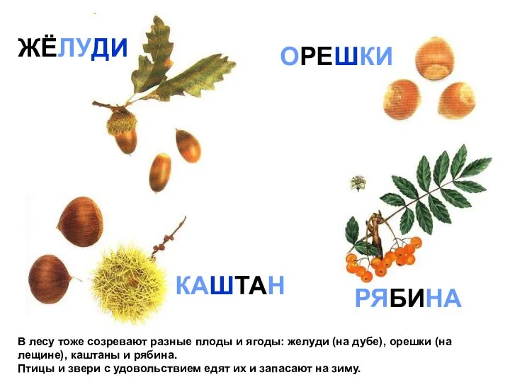 В лесу тоже созревают разные плоды и ягоды: желуди (на дубе), орешки
