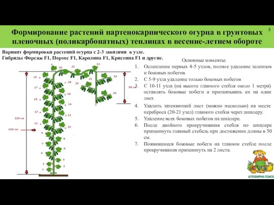 Формирование растений партенокарпического огурца в грунтовых пленочных (поликарбонатных) теплицах в весенне-летнем обороте
