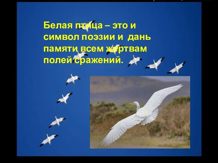 Белая птица – это и символ поэзии и дань памяти всем жертвам полей сражений.