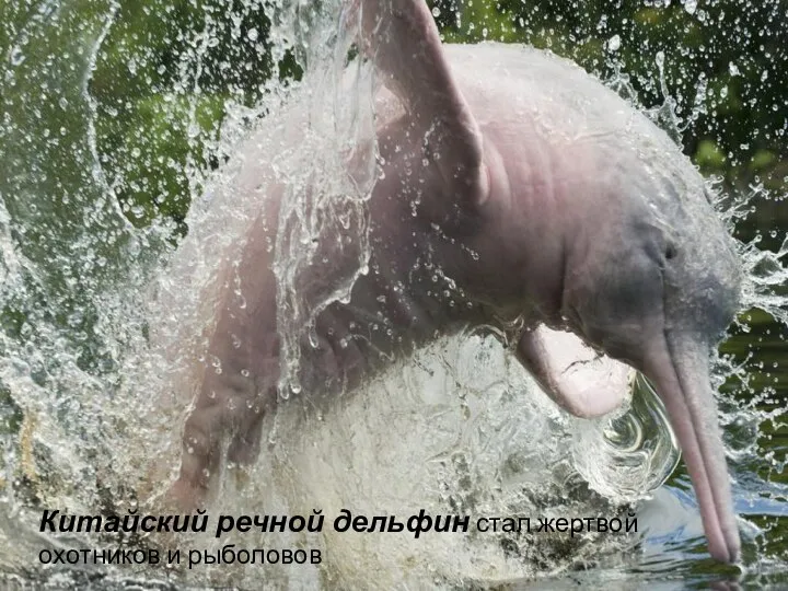 Китайский речной дельфин стал жертвой охотников и рыболовов