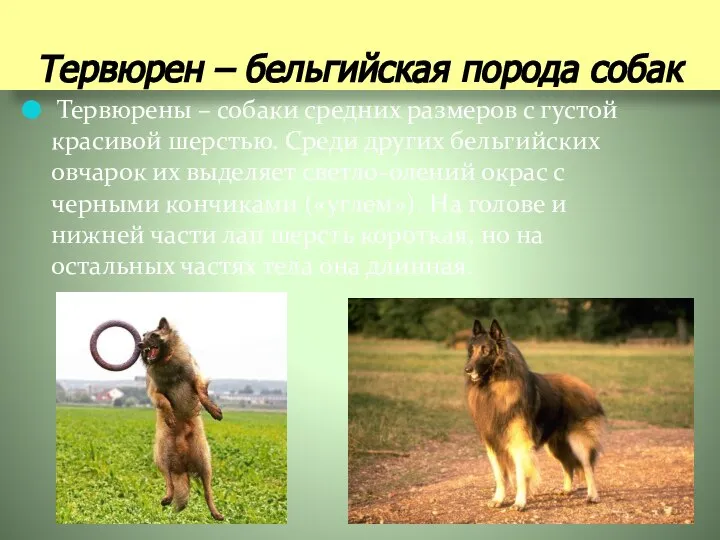 Тервюрен – бельгийская порода собак Тервюрены – собаки средних размеров с густой