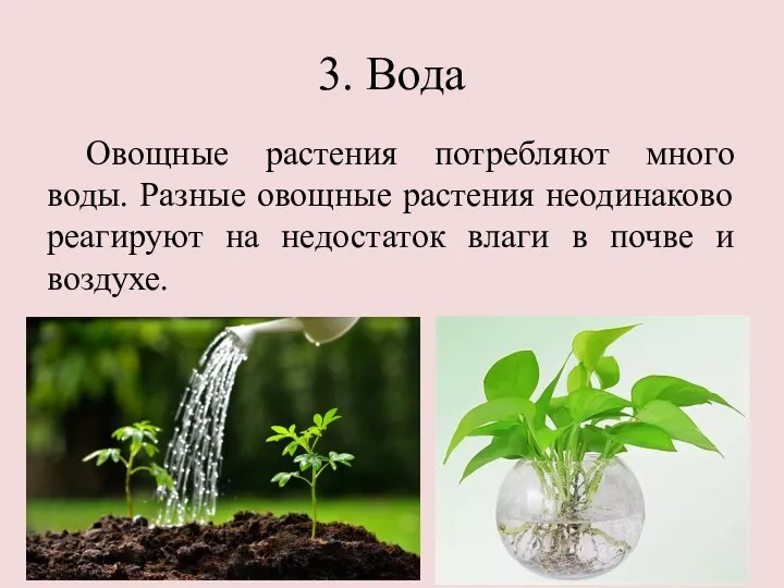 3. Вода Овощные растения потребляют много воды. Разные овощные растения неодинаково реагируют