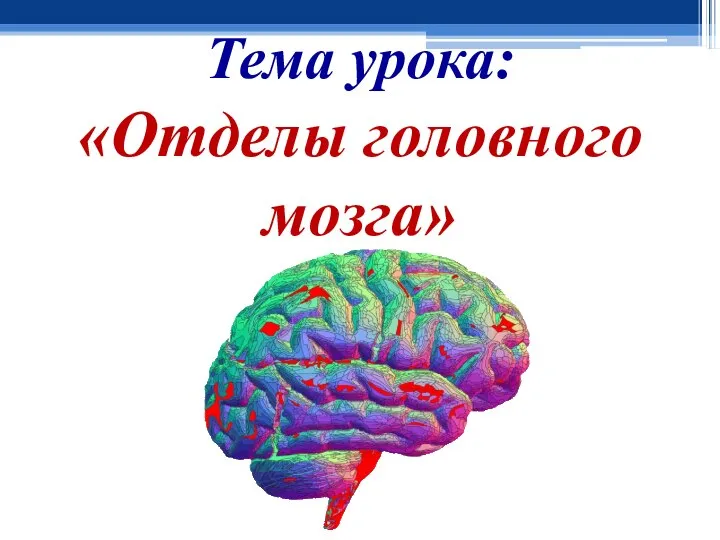 Тема урока: «Отделы головного мозга»