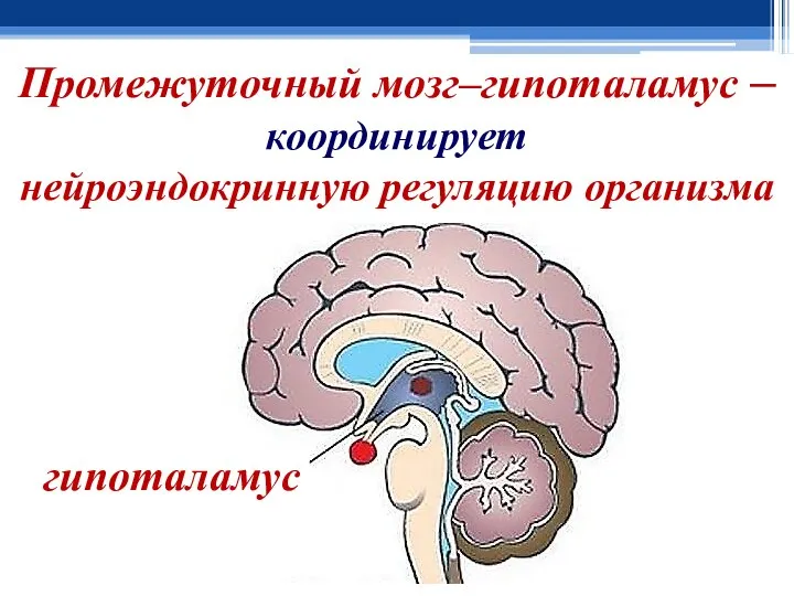 Промежуточный мозг–гипоталамус – ко­ор­ди­ни­ру­ет ней­ро­эн­до­крин­ную ре­гу­ля­цию ор­га­низ­ма
