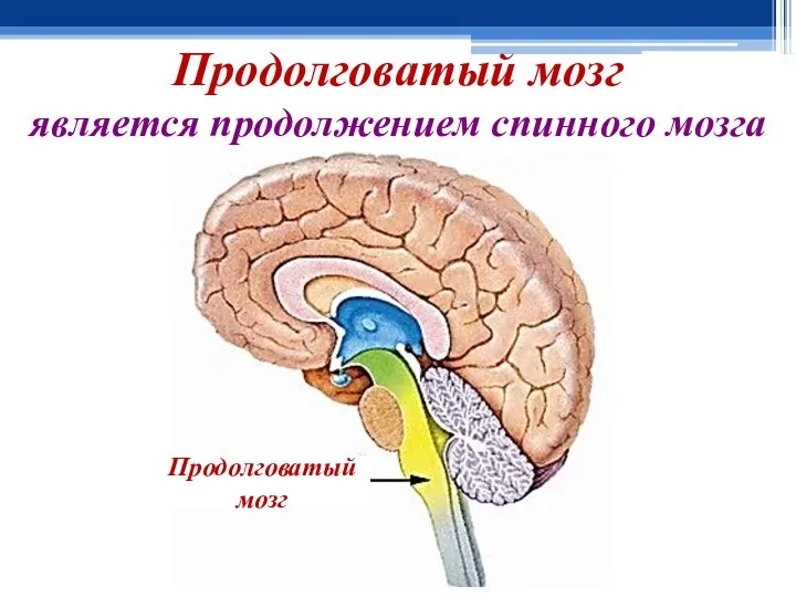 Продолговатый мозг является продолжением спинного мозга