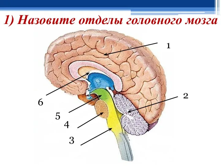 1) Назовите отделы головного мозга 1 2 3 5 6 4 1