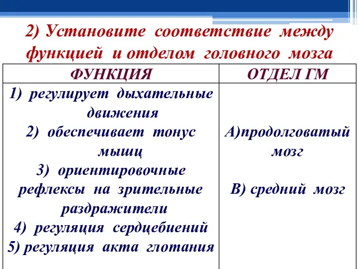 2) Установите соответствие между функцией и отделом головного мозга