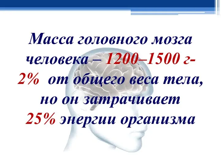 Масса головного мозга человека – 1200–1500 г- 2% от общего веса тела,