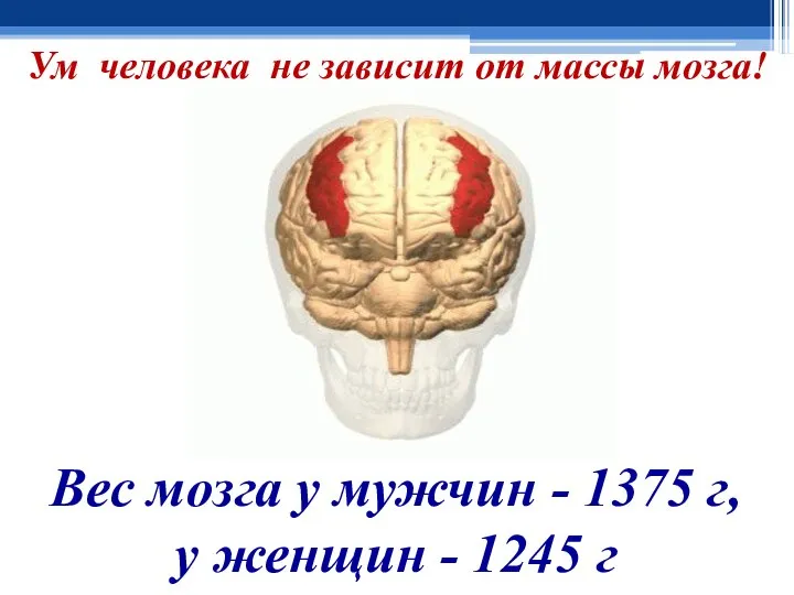 Ум человека не зависит от массы мозга! Вес мозга у мужчин -