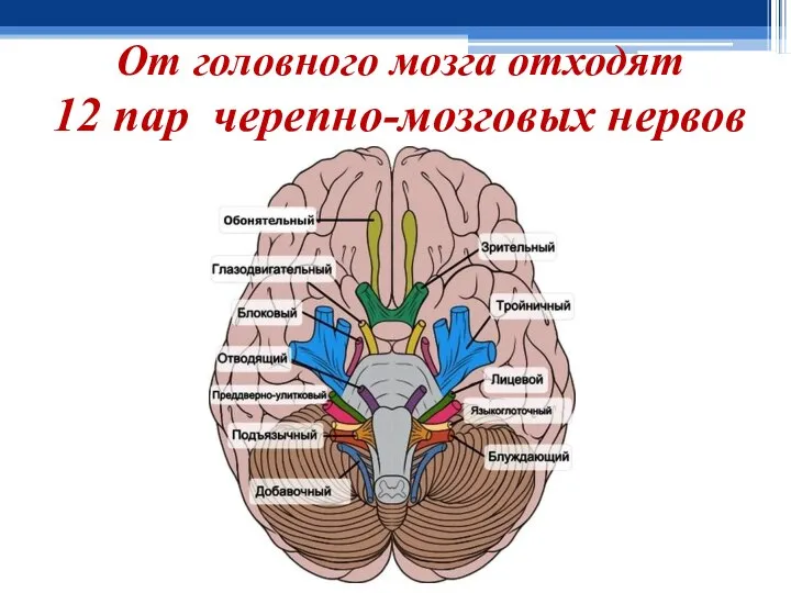 От головного мозга отходят 12 пар черепно-мозговых нервов