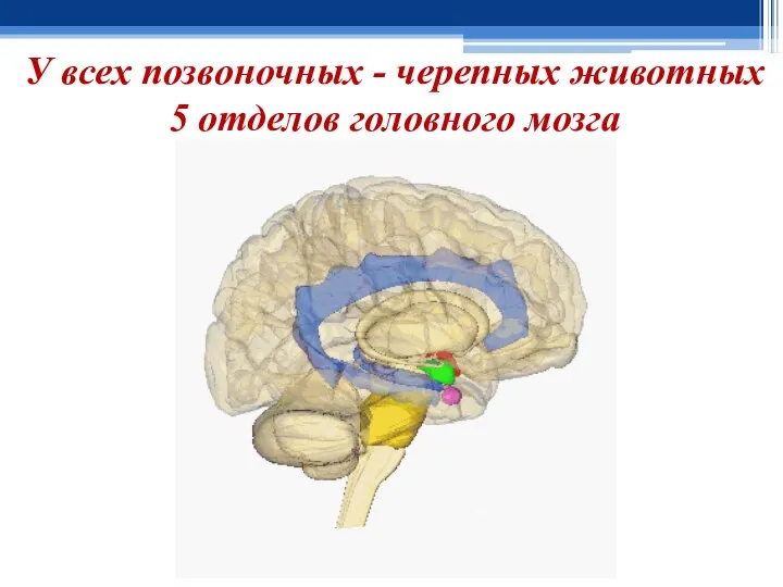 У всех позвоночных - черепных животных 5 отделов головного мозга