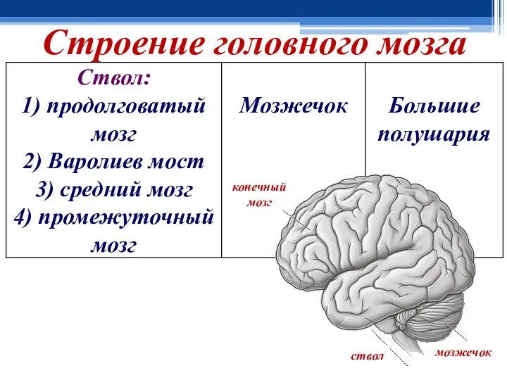 Строение головного мозга