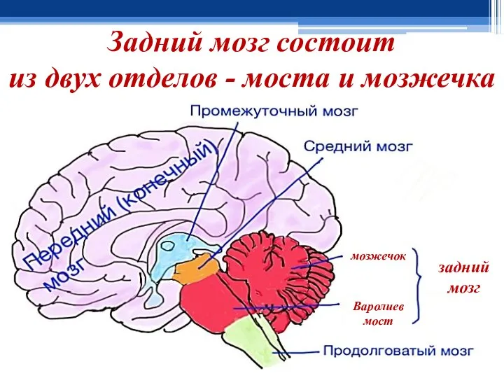 Задний мозг состоит из двух отделов - моста и мозжечка