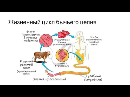 Жизненный цикл бычьего цепня