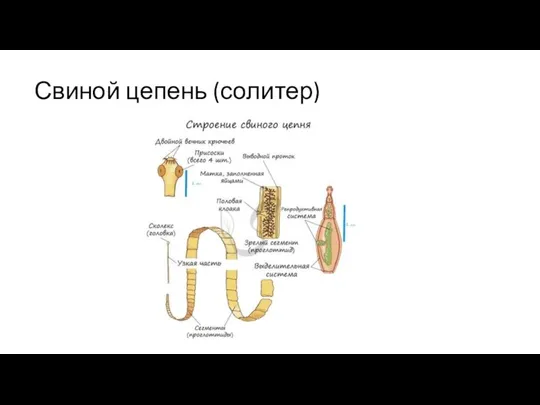 Свиной цепень (солитер)