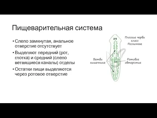 Пищеварительная система Слепо замкнутая, анальное отверстие отсутствует Выделяют передний (рот, глотка) и