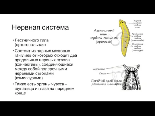 Нервная система Лестничного типа (ортогональная) Состоит из парных мозговых ганглиев от которых