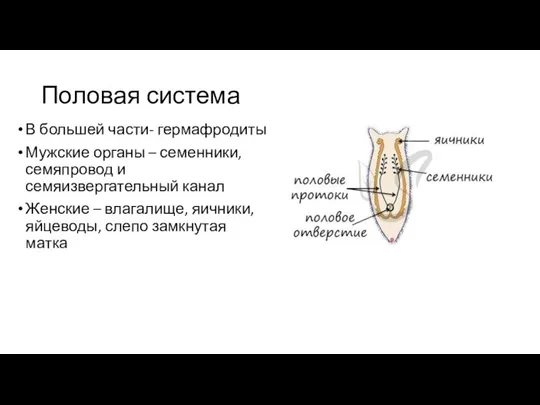 Половая система В большей части- гермафродиты Мужские органы – семенники, семяпровод и