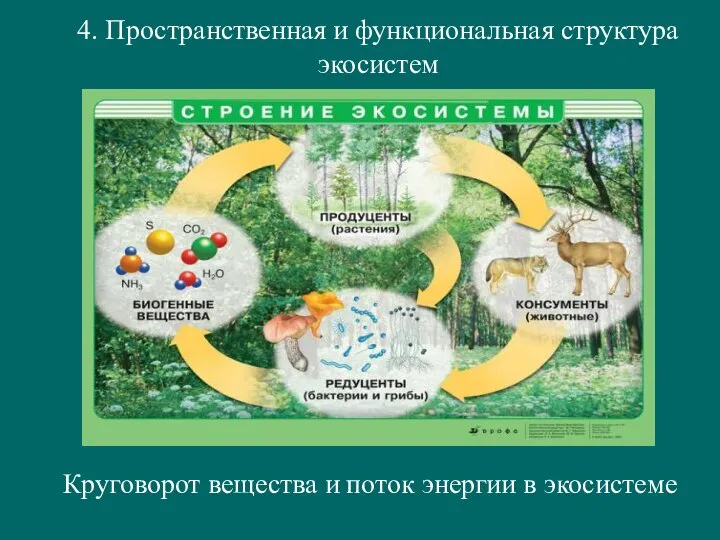 4. Пространственная и функциональная структура экосистем Круговорот вещества и поток энергии в экосистеме