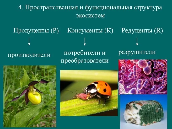 4. Пространственная и функциональная структура экосистем Продуценты (Р) Консументы (К) Редуценты (R)