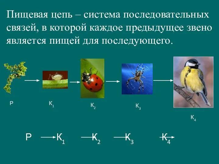 Пищевая цепь – система последовательных связей, в которой каждое предыдущее звено является