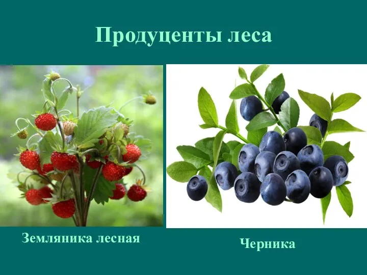 Продуценты леса Земляника лесная Черника