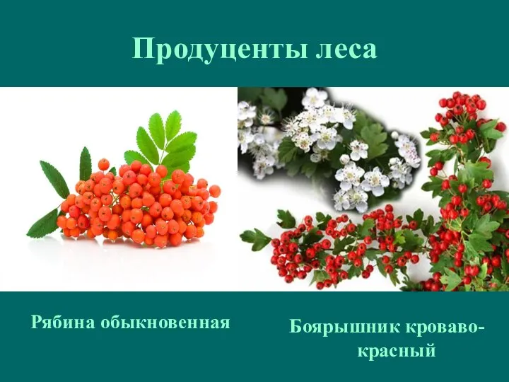 Продуценты леса Рябина обыкновенная Боярышник кроваво-красный