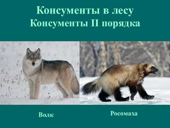 Консументы в лесу Консументы II порядка Волк Росомаха