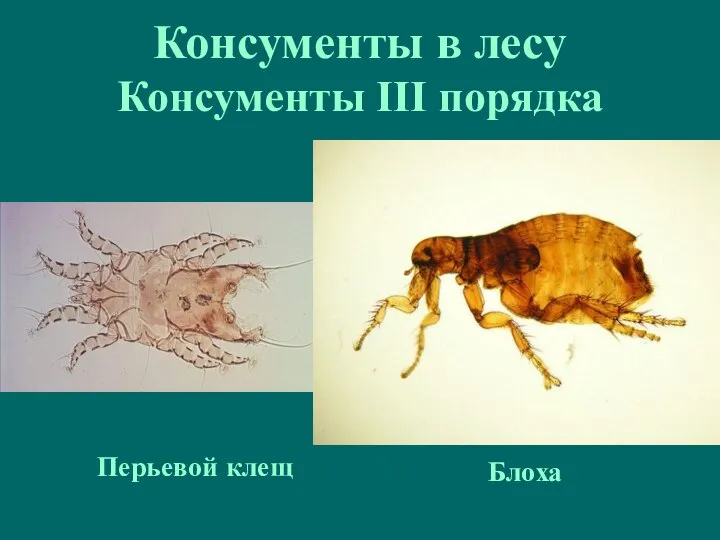 Консументы в лесу Консументы III порядка Перьевой клещ Блоха