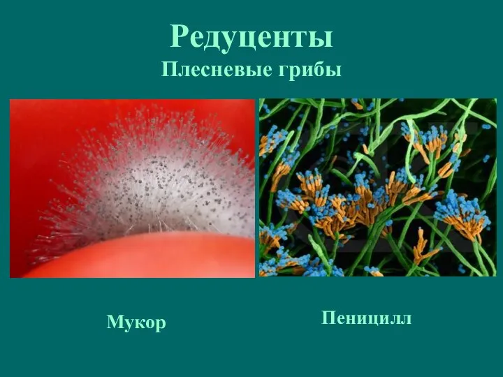 Редуценты Плесневые грибы Мукор Пеницилл