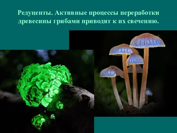 Редуценты. Активные процессы переработки древесины грибами приводят к их свечению.