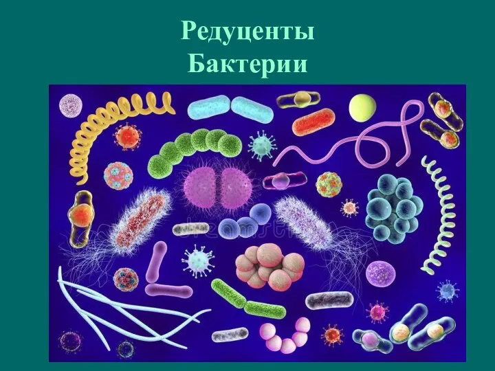 Редуценты Бактерии