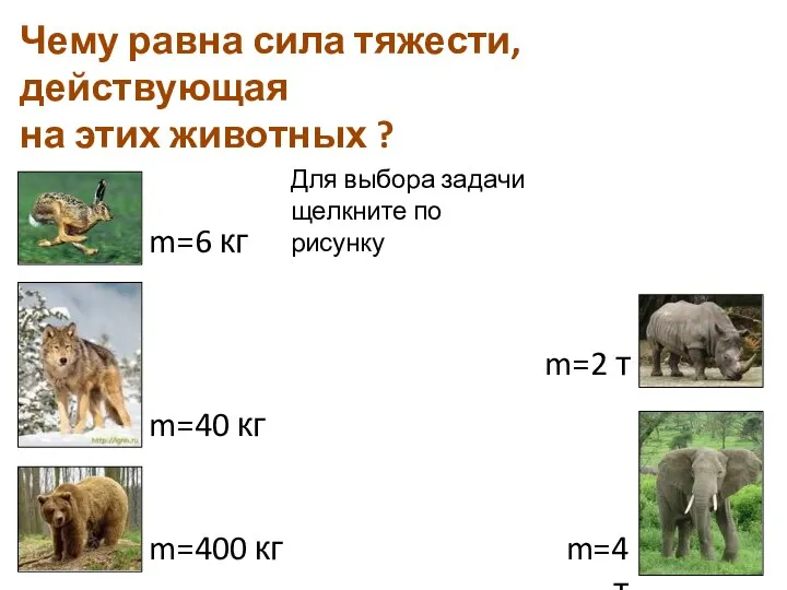 m=6 кг Чему равна сила тяжести, действующая на этих животных ? m=40